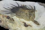 Psychopyge Trilobite With Short (Bitten?) Genal Spines #131288-5